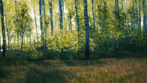 panorama-of-birch-forest-with-sunlight